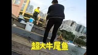 Lavender Bay Ferry Wharf Fishing | Easy Hook-Ups with a View