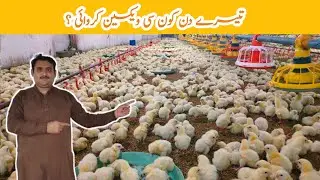 Control shed Broiler Chicks Day (3) ? 🐤🐥 | control shed broiler chicken farming | Amin Hamid Dar