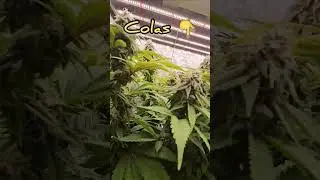 T.H.C Clips - 6 weeks flower - 👊 💪 🪖 🫡