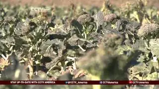 Reducing global food waste