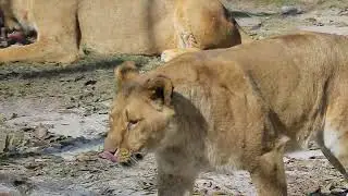 Female lion video