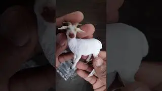 Goat 🐐 #animals #short #youtubeshorts #zooanimals #farmanimals