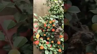 Exploring whether the fruit produced by a bonsai tree is edible and safe to consume #bonsai #fruit