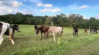 Paint Horse & Mule Genetics Explained | Hybrid Vigor