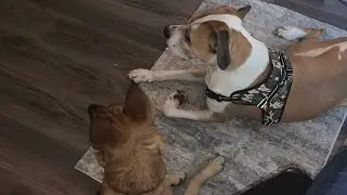 Georgetown Dog Walkers Association