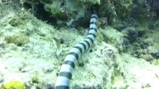 Laticauda colubrina