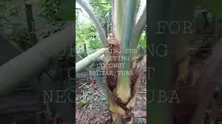 PREPARING FOR COCONUT NECTAR PICKING #shorts