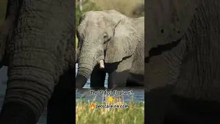 #ElephantJoy #WaterPlay #YouTubeShorts #WildlifeMoments #ViralVideo #PetsCareInn #oldestelephant