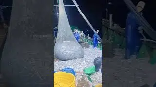 Amazing Fishing Expedition: A Day of Catching the Most Fish #shorts #fishing #fish #fisherman #reels