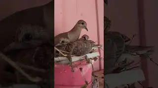 Que gostoso e voar 🙂‍↕️