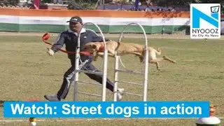 Uttarakhand Police trains street dogs to include them in dog squad