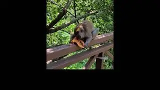 Monkey eating papaya
