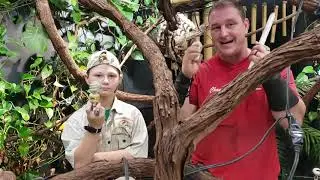 The importance of U V  ultraviolet light  in Reptiles