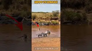 Hippo Stops Zebras From Crossing River! #Shorts #animals #wildlife #wildanimalshorts
