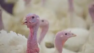 Ask a Veterinarian: What is a Turkey Snood and Does it have a purpose?