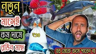 ফেব্রুয়ারি মাসে প্রথমেই সবার থেকে কম দামে রঙিন মাছ serampore pet market  serampore aquarium market 