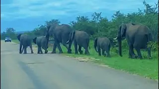 Animal of africa 4k l wildlife l kruger