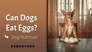 Can Dogs Eat Eggs? | Dog Nutrition