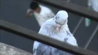 Cute white pigeon sitting under my window [A Bird Video by DarshD]