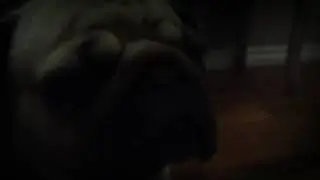 [ Frank the pug ] Pugnormal activity👻