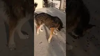 pastor belga vs perro lobo belgian malinois vs wolfdog