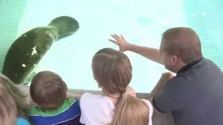 SeaWorld Orlando Knows How To Celebrate Manatee Appreciation Day!