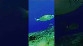 Sidonia Beach ,Crete underwater #shorts experience