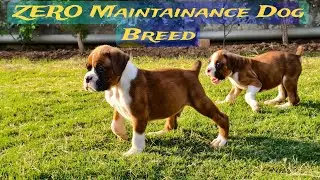 Boxer dog puppies for Sale in Haryana India || Best family plus guard Dog || Zero maintenance dog