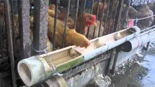 Bamboo Pole Chicken Feeder