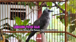 TRUCUKAN GACOR TARUNG ROPEL PANJANG Pancingan trucukan Agar Bunyi Jadikan Burung Trucuk Gacor Nyaut