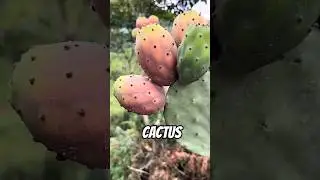 Unique Facts About Cactus You Didn&rsquo;t Know About