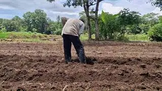 SMART TRADITIONAL TECHNIQUE: MAKING RAISED BEDS ON FARMLAND USING SIMPLE TOOLS - Agriculture Farming