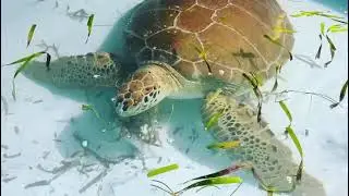&ldquo;Bubbles&rdquo;, an adult female green sea turtle patient at the Turtle Hospital enjoys a la