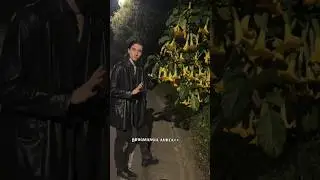 FLORIPONDIO o BORRACHERO (Brugmansia aurea)