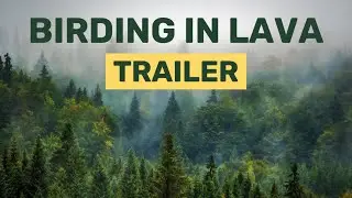 Birding in Lava | Trailer