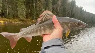 Хариус в середине октября🔥 Ловля хариуса нахлыстом. #хариус #flying #flyfishing #рыбалка 