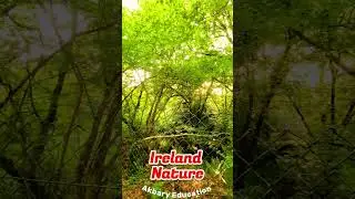 آرامش ذهن در طبیعت ایرلند