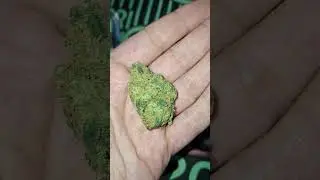 HUALA SCO 25/1 Scoops | Medical #strainreviews #cannabiseducation #medicalcannabis