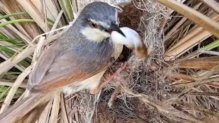 Ashy prinia feeding his solo chick