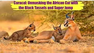Caracal: Unmasking the African Cat with the Black Tassels and Super Jump