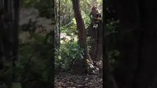 Cute-looking wild monkey eats fruit on a tree#shortvideo #subscribe #monkey4u  #awesomemonkey