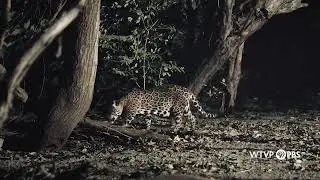 PBS Nature Jaguar Beach teaser 