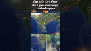 Amur Falcon | bird | Viral News | Sun News