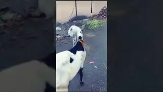 FUNNY BAKRA EID STATUS