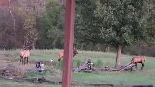 Fighting Elk - October 23, 2025