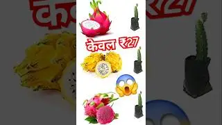 3 varieties dragon fruit plants 🌵 only ₹27 #2025 #onlineshopping #yt #tranding #shorts