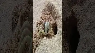 3 Stages of crab #crabchampions #lowqualitymemes #memesshorts