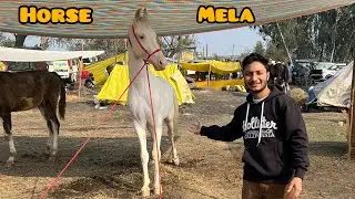 Horse Mela 😯 [RAHUL MUKTSARIA] MAGHI MELA 2025 MUKTSAR
