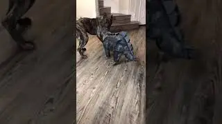 Tiny Dog Dressed As Godzilla Scares Larger Dog | Funny Video | Cute Animals Tik Tok
