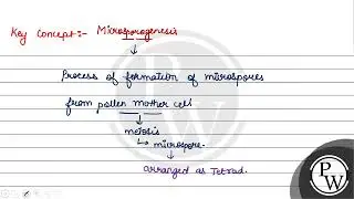The process of formation of microspores from pollen mother cell through \( \ldots A \ldots \) is...